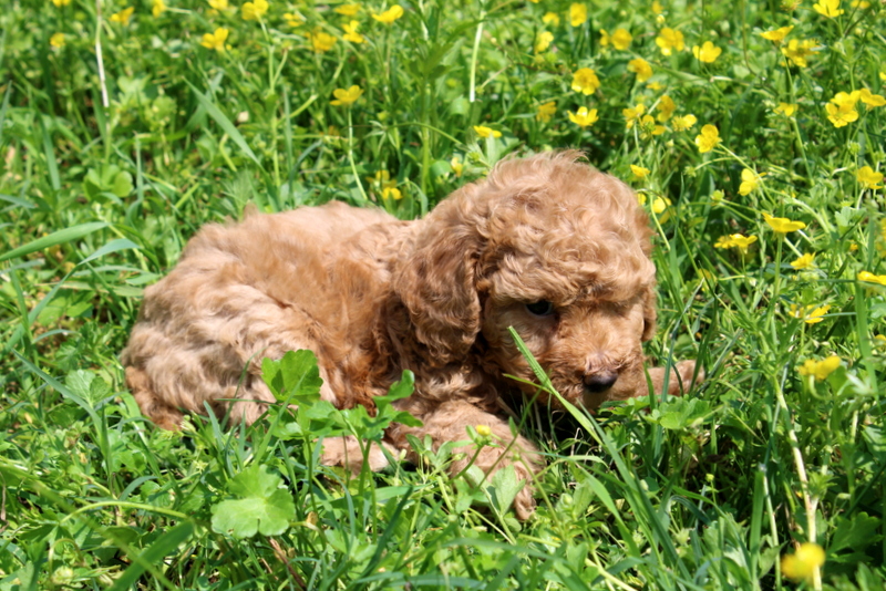 puppy, for, sale, Mini Poodle, Matthew B. Stoltzfus, dog, breeder, Gap, PA, dog-breeder, puppy-for-sale, forsale, nearby, find, puppyfind, locator, puppylocator, aca